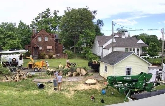 Precision Tree Removal for Salem, VA, Properties