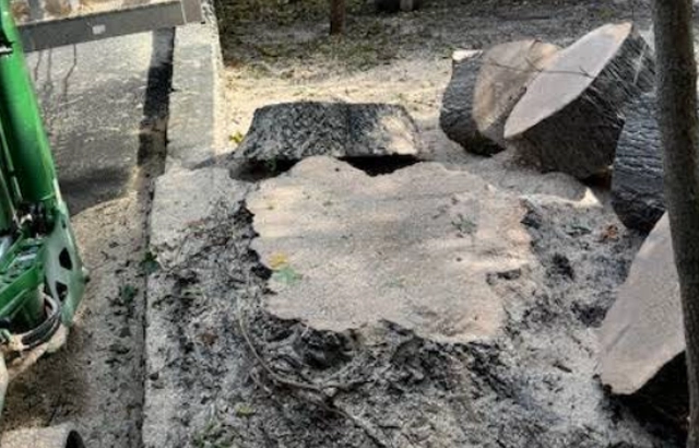 Expert Tree Trimming & Pruning in Cave Springs, VA