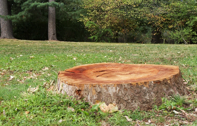 Efficient Stump Grinding Services in Hollins, VA