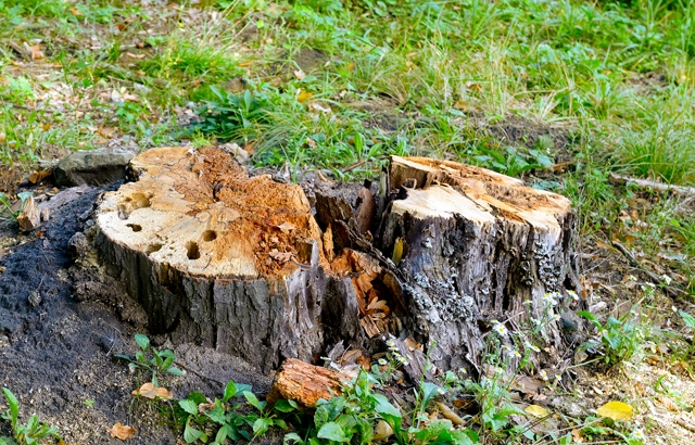 Thorough Stump Grinding in Vinton, VA
