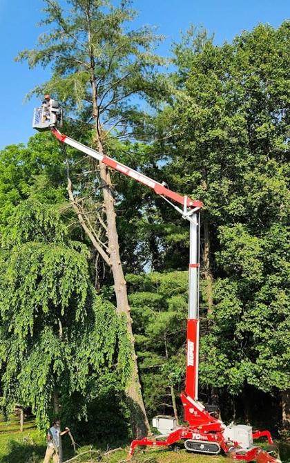 Tree Trimming & Pruning
