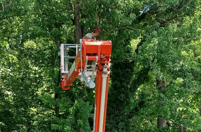 Tree Trimming & Pruning
